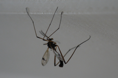 Dictenidia bimaculata