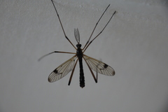 Dictenidia bimaculata