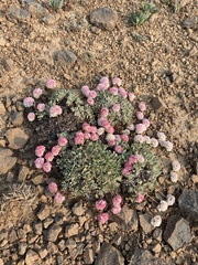Eriogonum ovalifolium rubidum