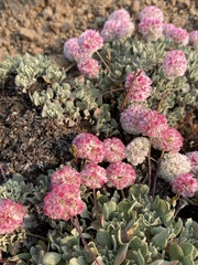 Eriogonum ovalifolium rubidum
