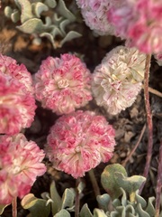 Eriogonum ovalifolium rubidum
