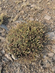 Penstemon davidsonii praeteritus