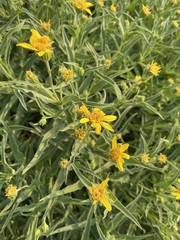 Arnica longifolia