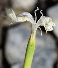 Dianthus lumnitzeri