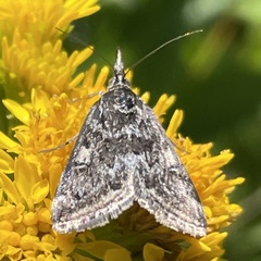 Loxostege sticticalis