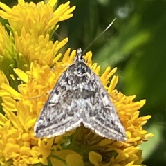 Loxostege sticticalis