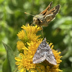 Loxostege sticticalis