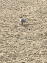Leucophaeus atricilla