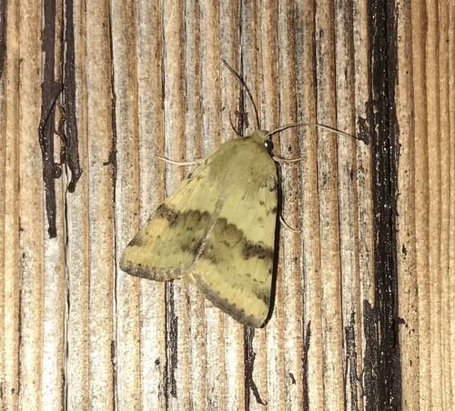 Liucerninis Saulinukas nuotrauka