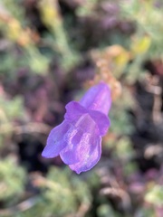 Penstemon davidsonii praeteritus
