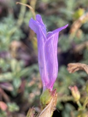 Penstemon davidsonii praeteritus