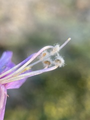 Penstemon davidsonii praeteritus