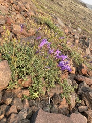 Penstemon davidsonii praeteritus