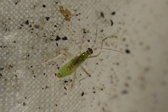 Dicyphus pallidus