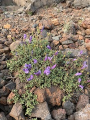 Penstemon davidsonii praeteritus