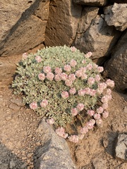 Eriogonum ovalifolium rubidum