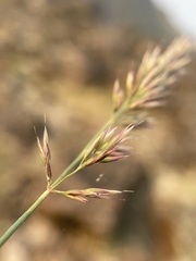 Trisetum