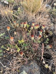 Erigeron bloomeri bloomeri