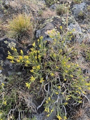 Chrysothamnus viscidiflorus puberulus