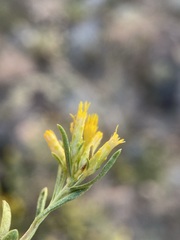 Chrysothamnus viscidiflorus puberulus
