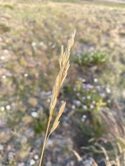 Festuca campestris