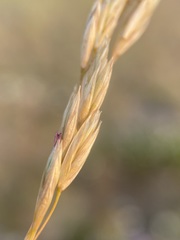 Festuca campestris