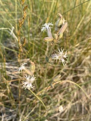 Silene oregana