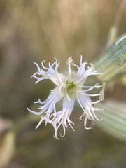 Silene oregana
