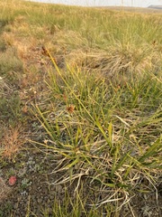 Carex raynoldsii