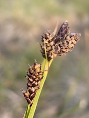 Carex raynoldsii