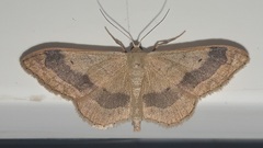 Idaea aversata