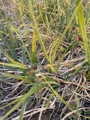 Carex raynoldsii