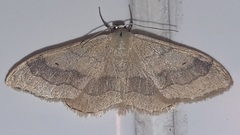 Idaea aversata