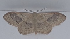 Idaea aversata