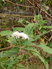Cyrtocymura scorpioides