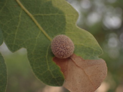 Cynips multipunctata