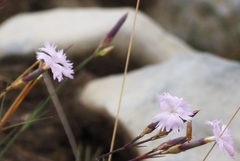 Dianthus benearnensis