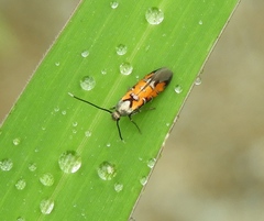 Neoheliodines