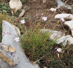 Dianthus benearnensis
