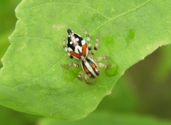 Nycerella delecta
