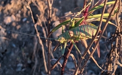 Steropleurus andalusius