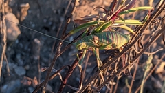 Steropleurus andalusius