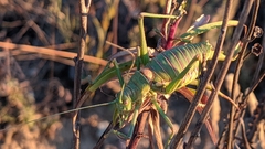 Steropleurus andalusius