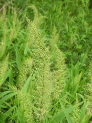 Setaria scheelei