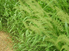 Setaria scheelei