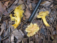 Cantharellus tabernensis