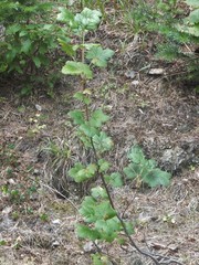 Ribes viscosissimum