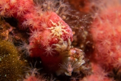 Tanystylum grossifemorum