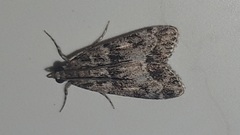 Scoparia ambigualis