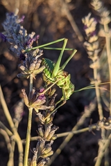 Steropleurus andalusius